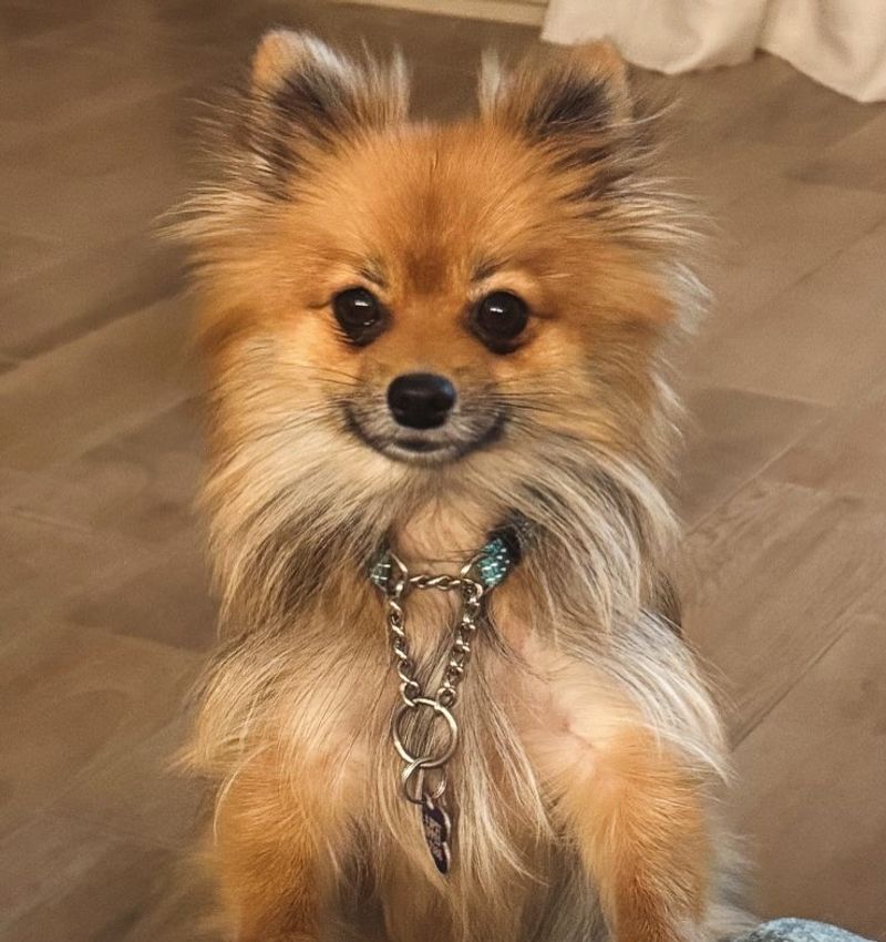 Pomeranian
