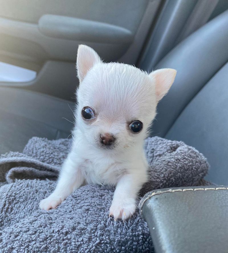 Chihuahua