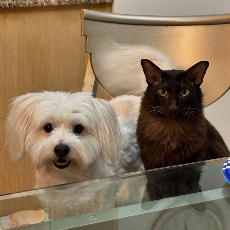 Maltese