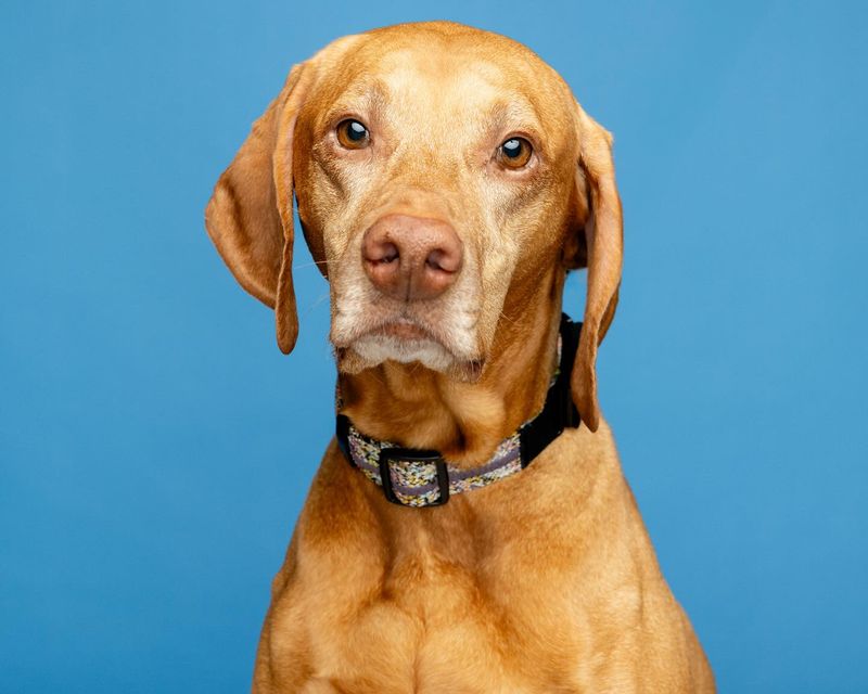 Vizsla