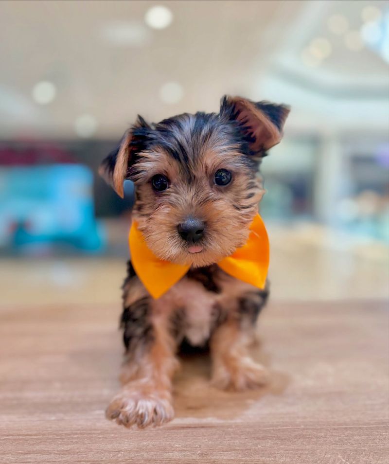 Yorkshire Terrier