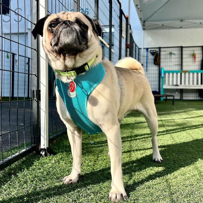 Pug