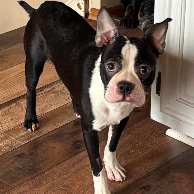 Boston Terrier