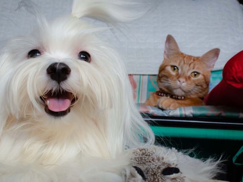 Maltese