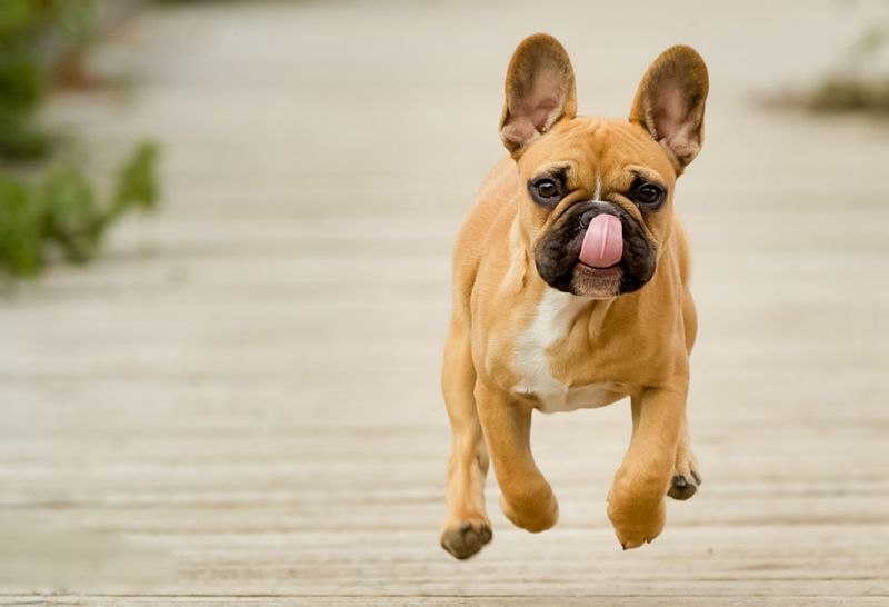 French Bulldog