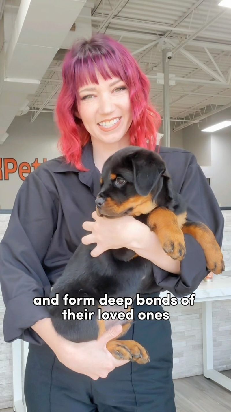 Rottweiler