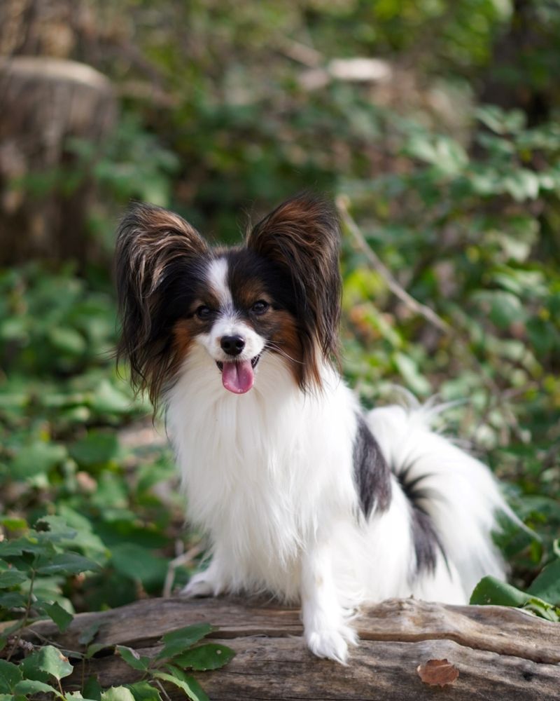 Papillon