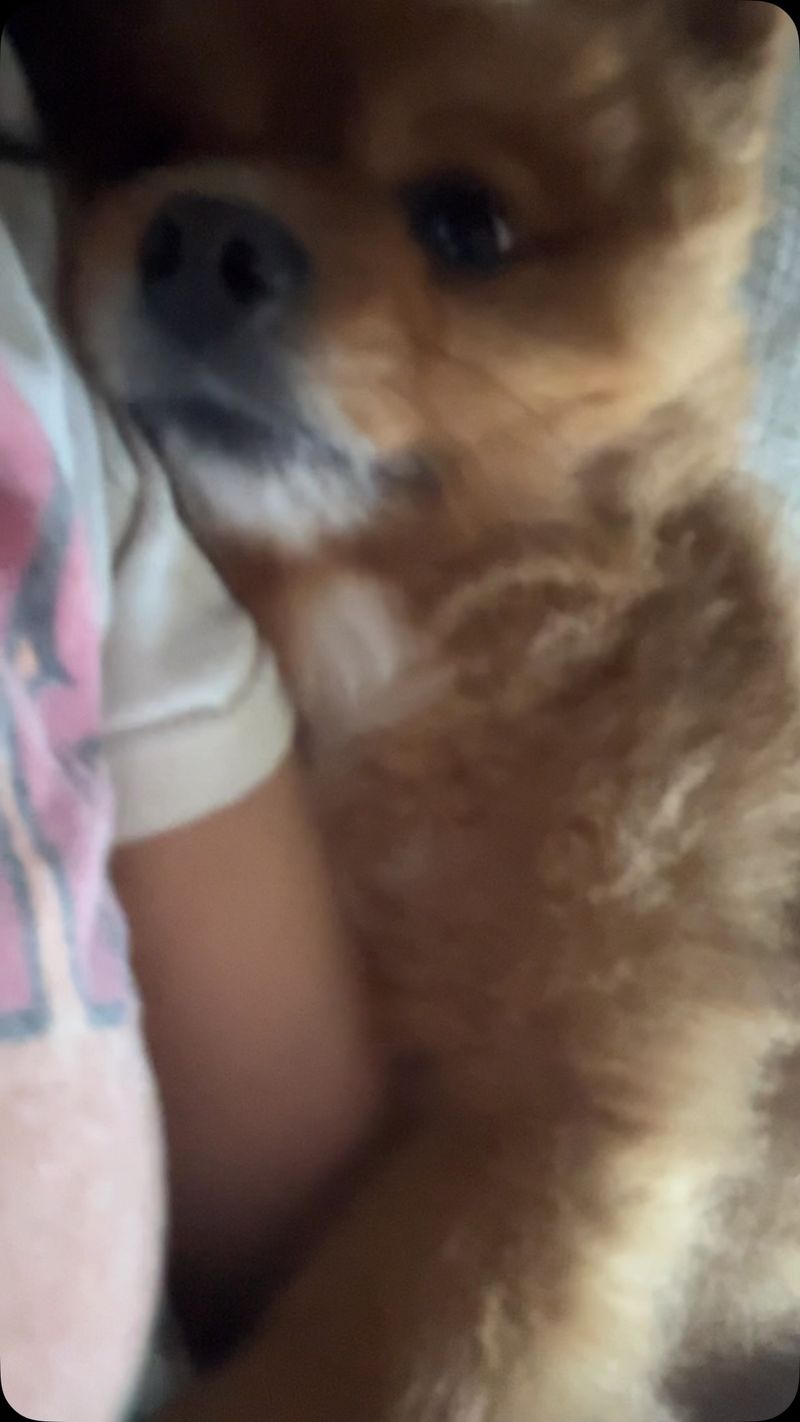 Pomeranian