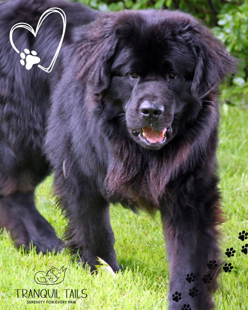 Newfoundland