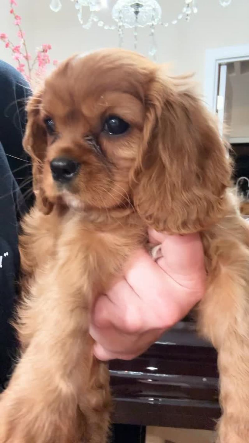 Cavalier King Charles Spaniel