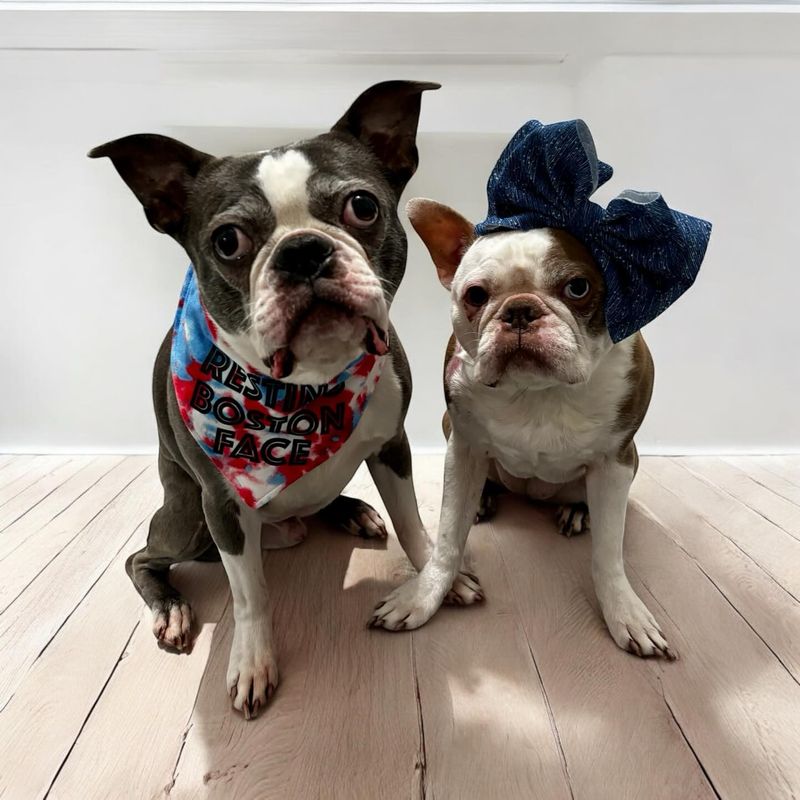 Boston Terrier