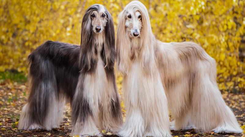 Afghan Hound