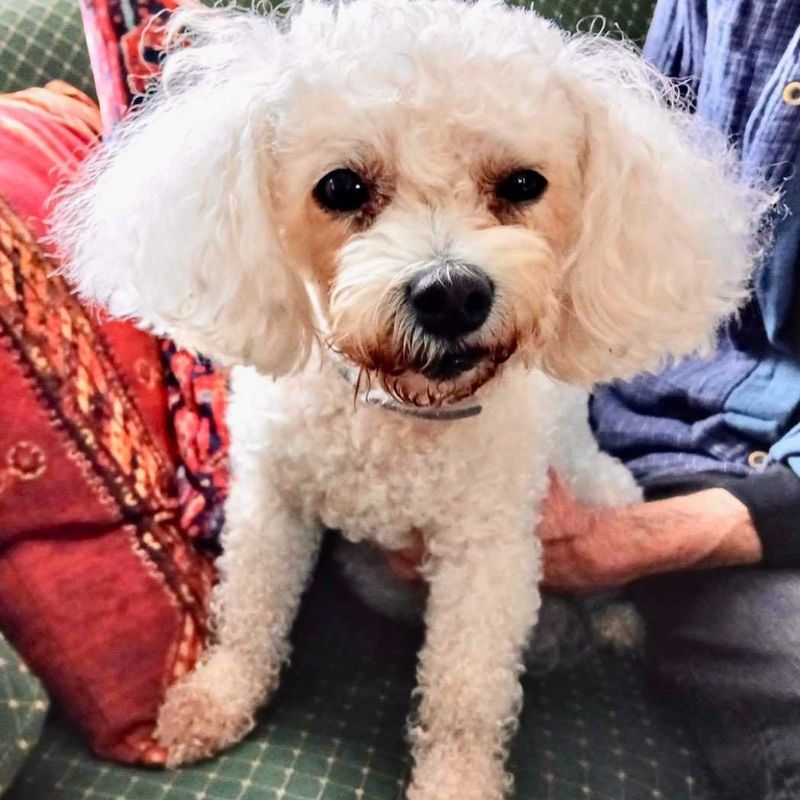 Bichon Frise