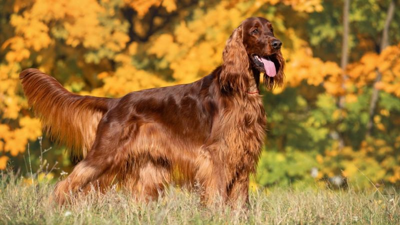 Irish Setter