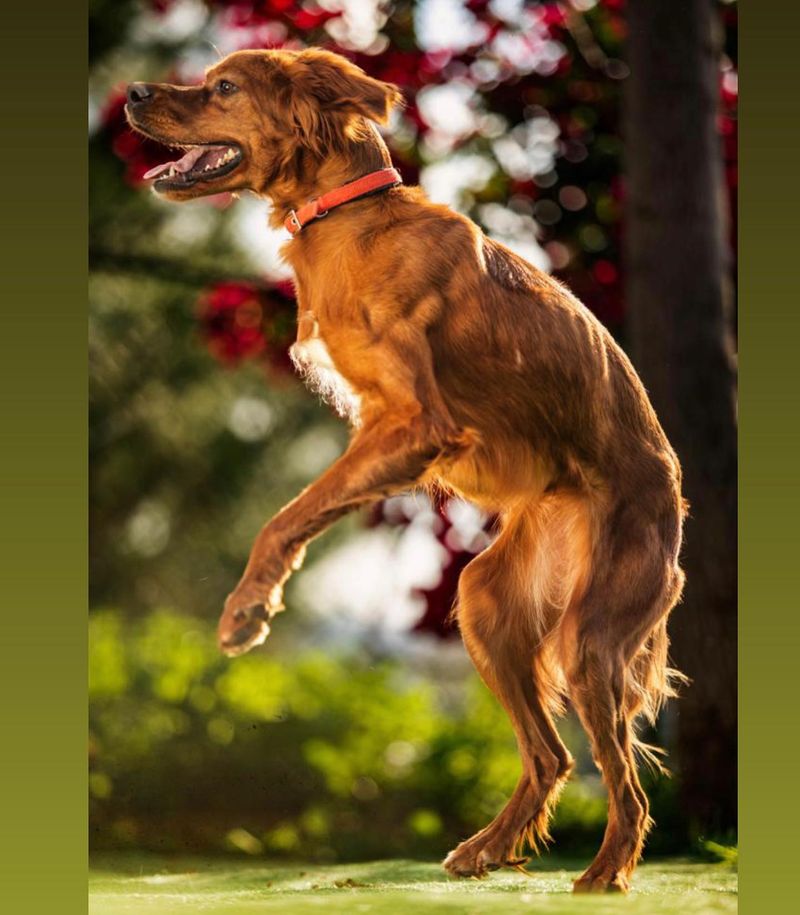 Irish Setter