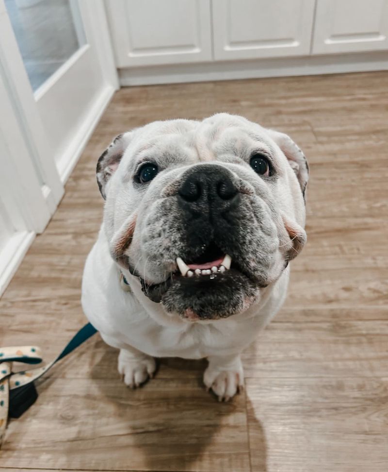 Bulldog