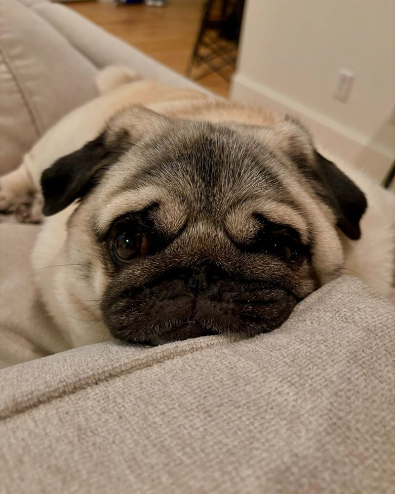 Pug