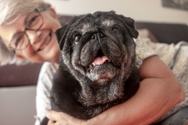 Pug