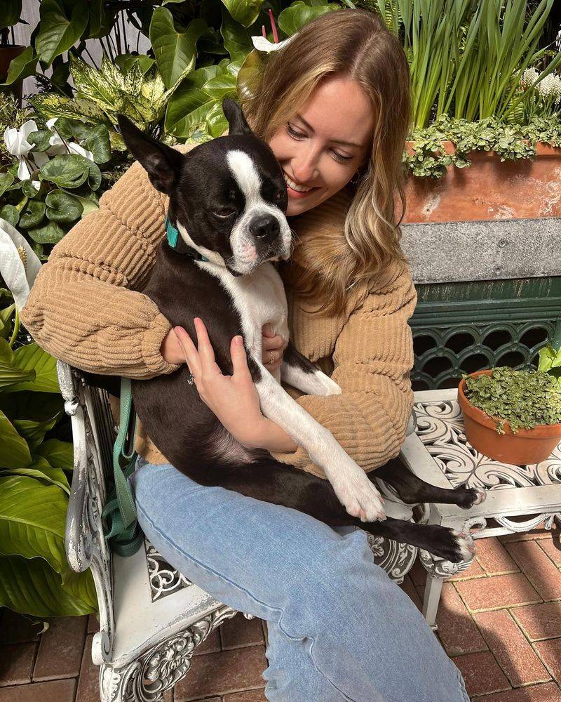 Boston Terrier