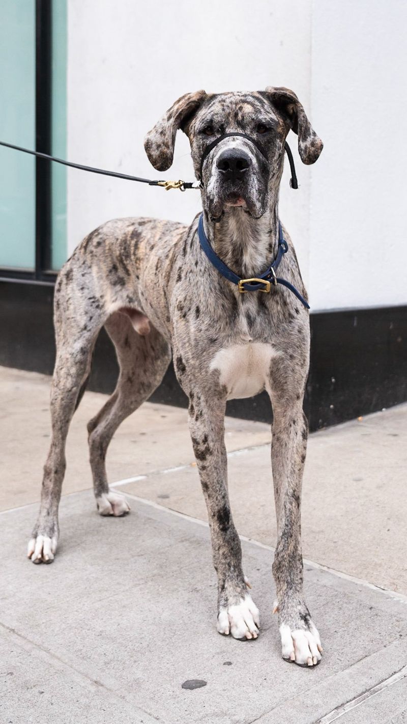 Great Dane
