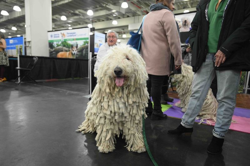 Komondor