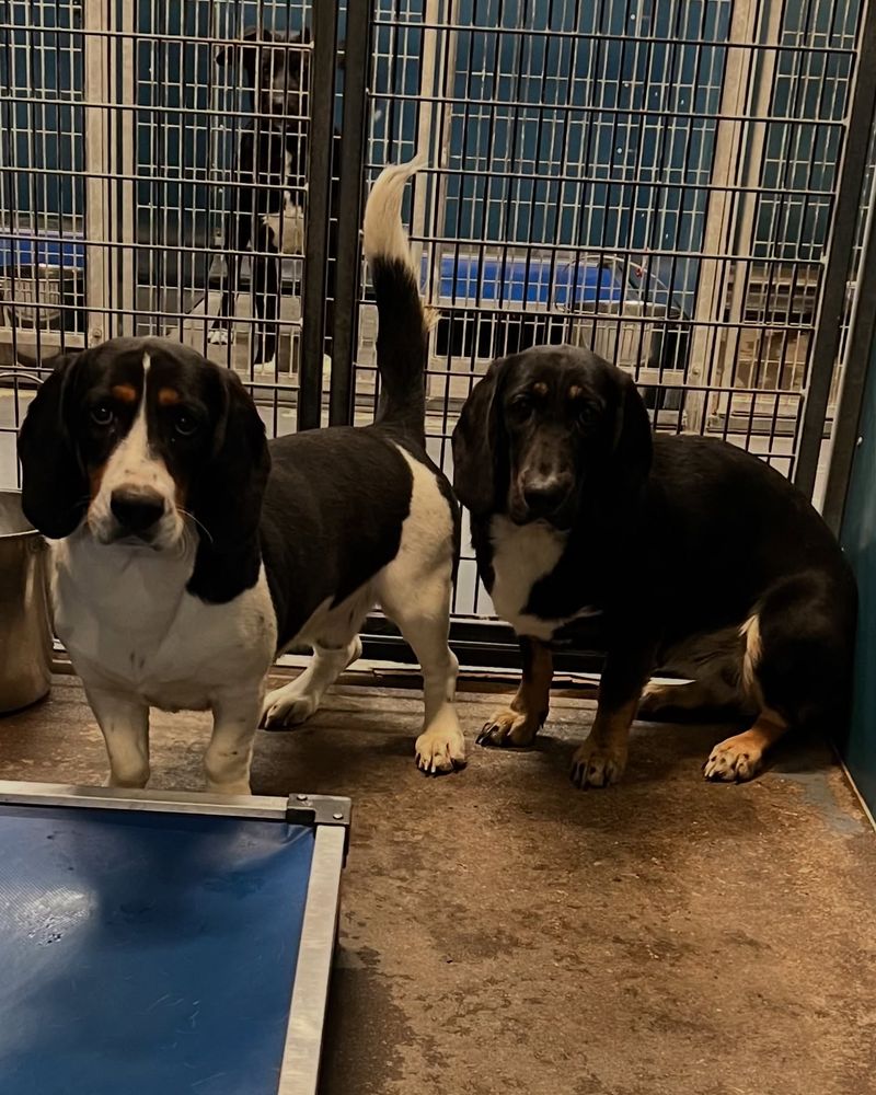 Basset Hound