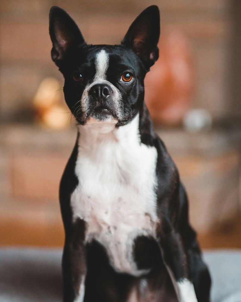 Boston Terrier