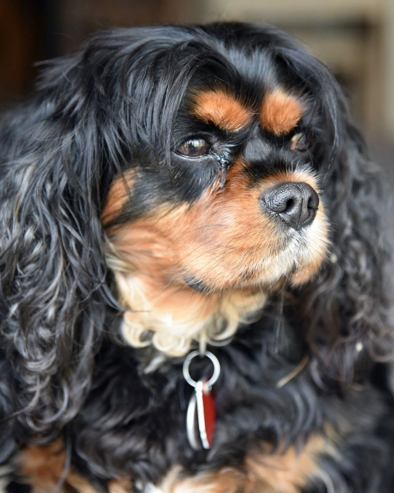 Cavalier King Charles Spaniel