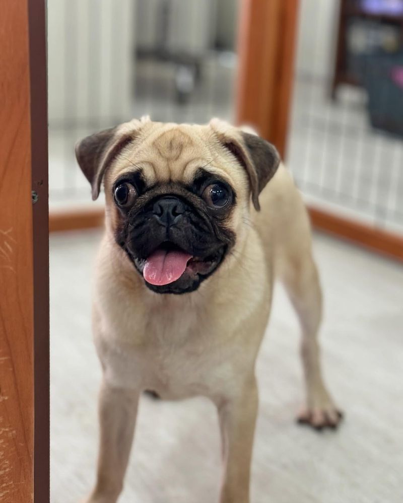 Pug