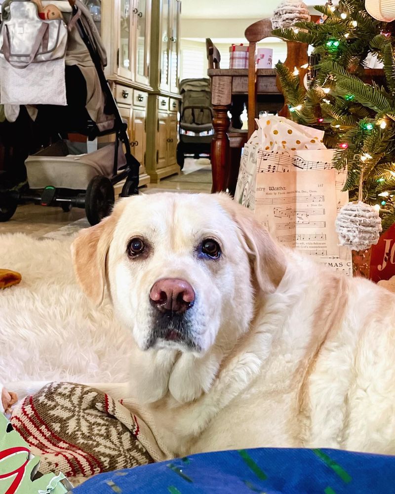 Labrador Retriever