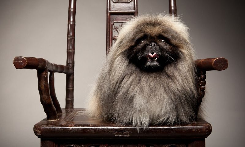 Pekingese