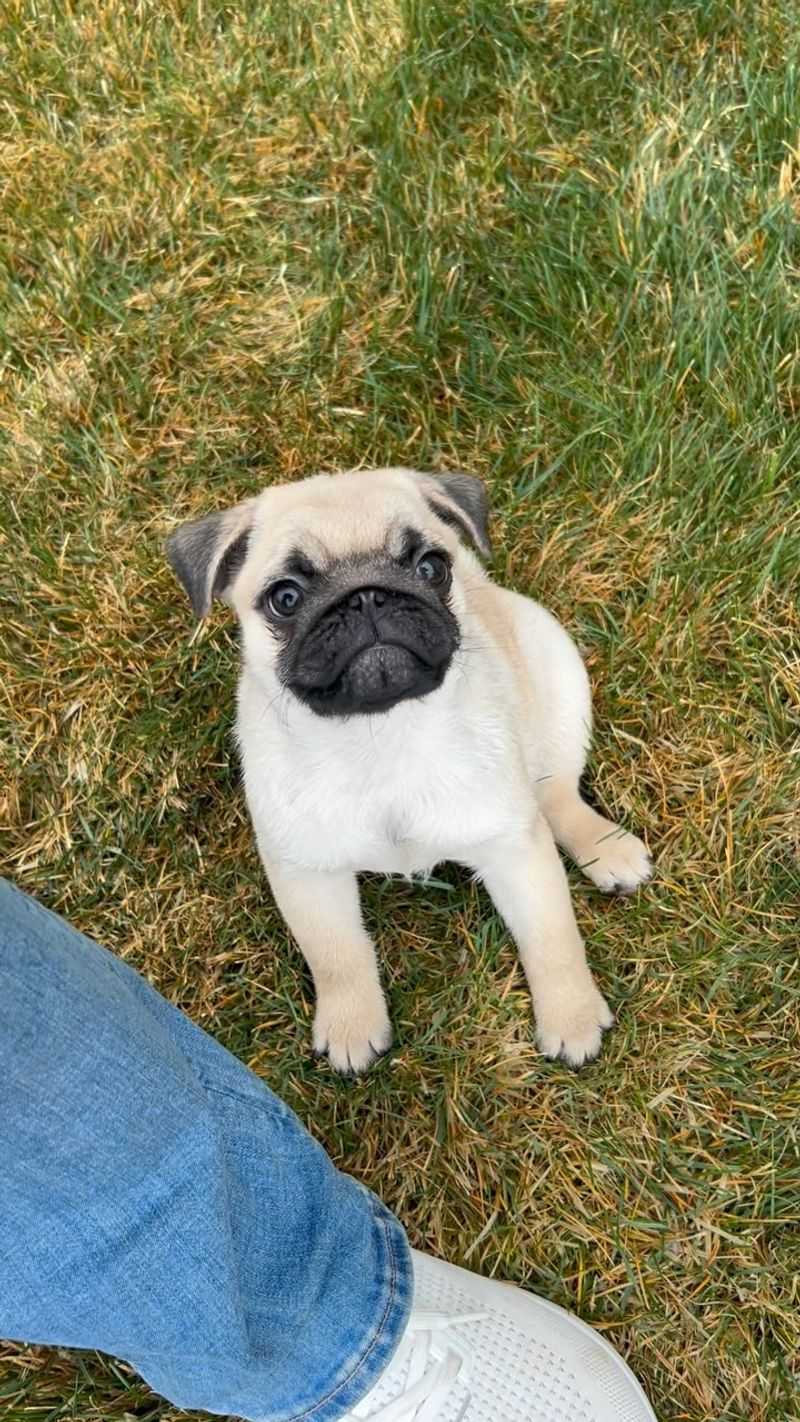 Pug