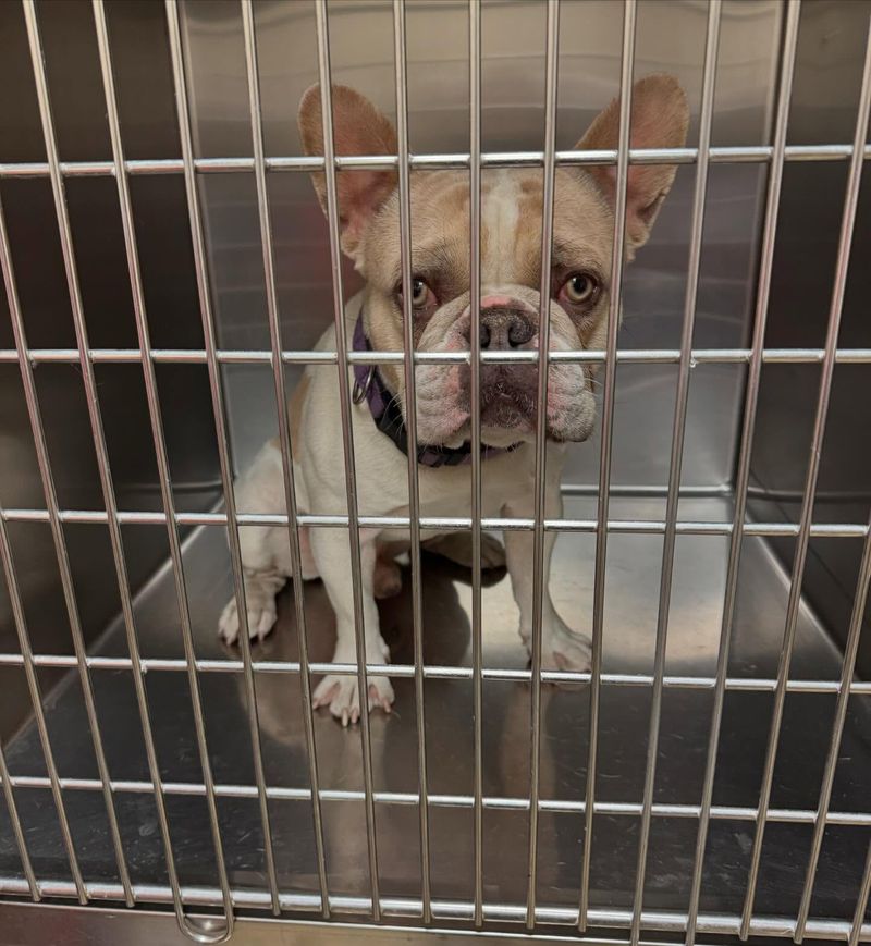French Bulldog