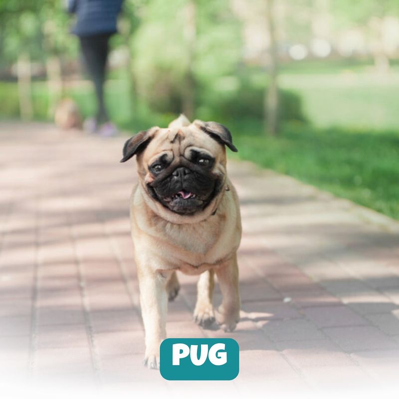 Pug