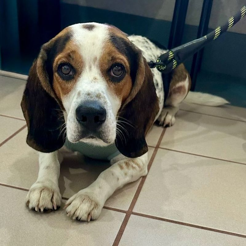 Beagle