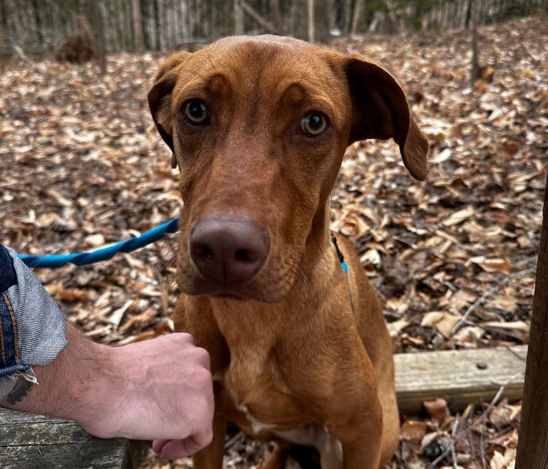 Vizsla