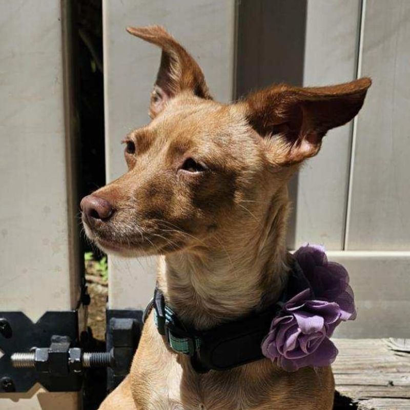 Chihuahua - Overrated