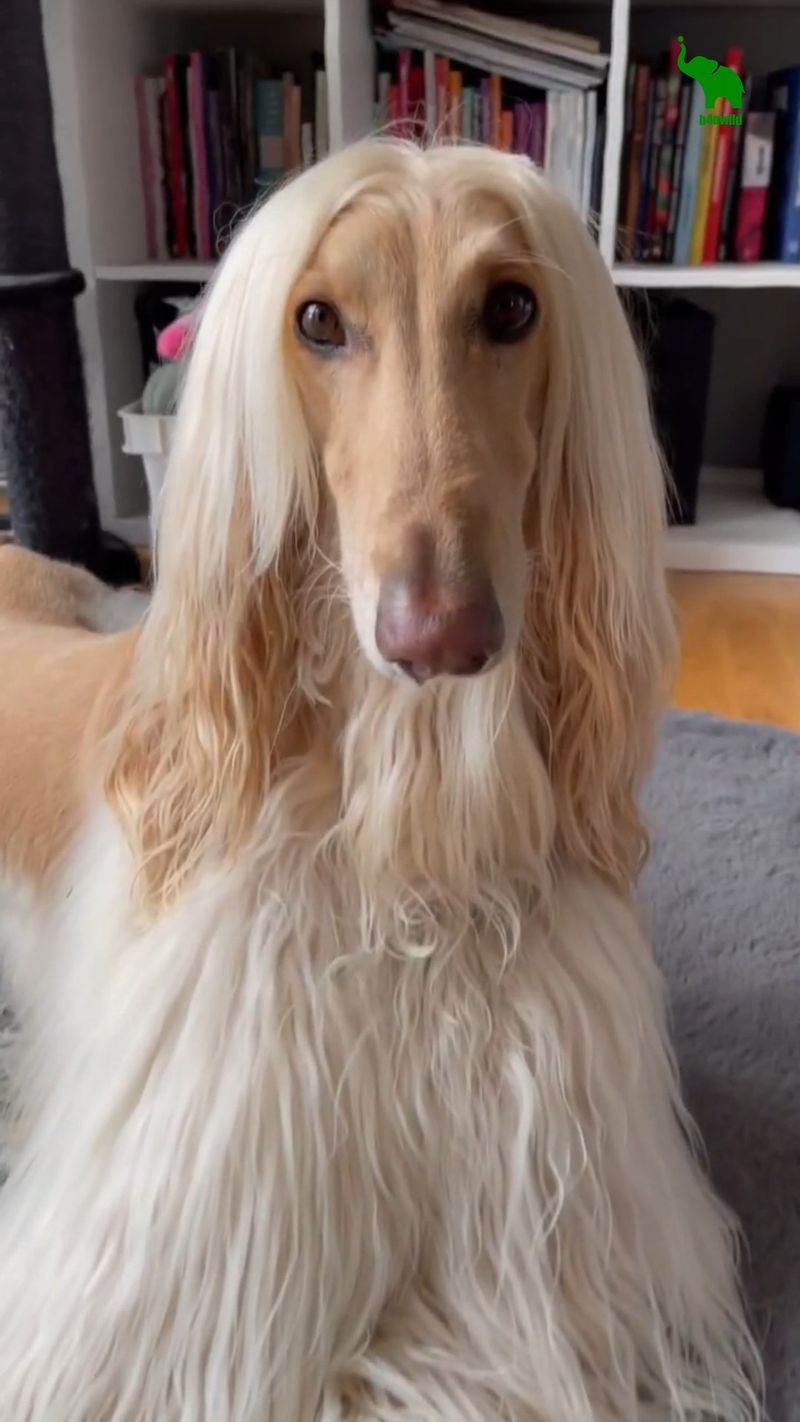 Afghan Hound