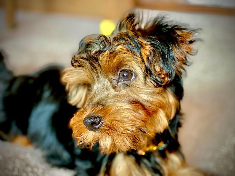 Yorkipoo