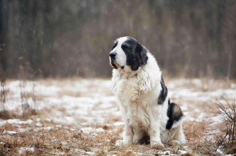 Pyrenean Mastiff