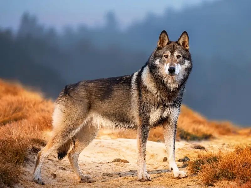 Kugsha Dog