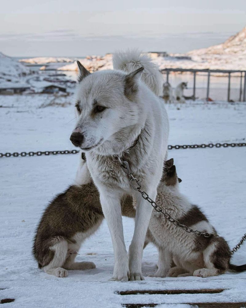 Greenland Dog