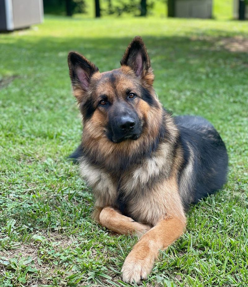 King Shepherd