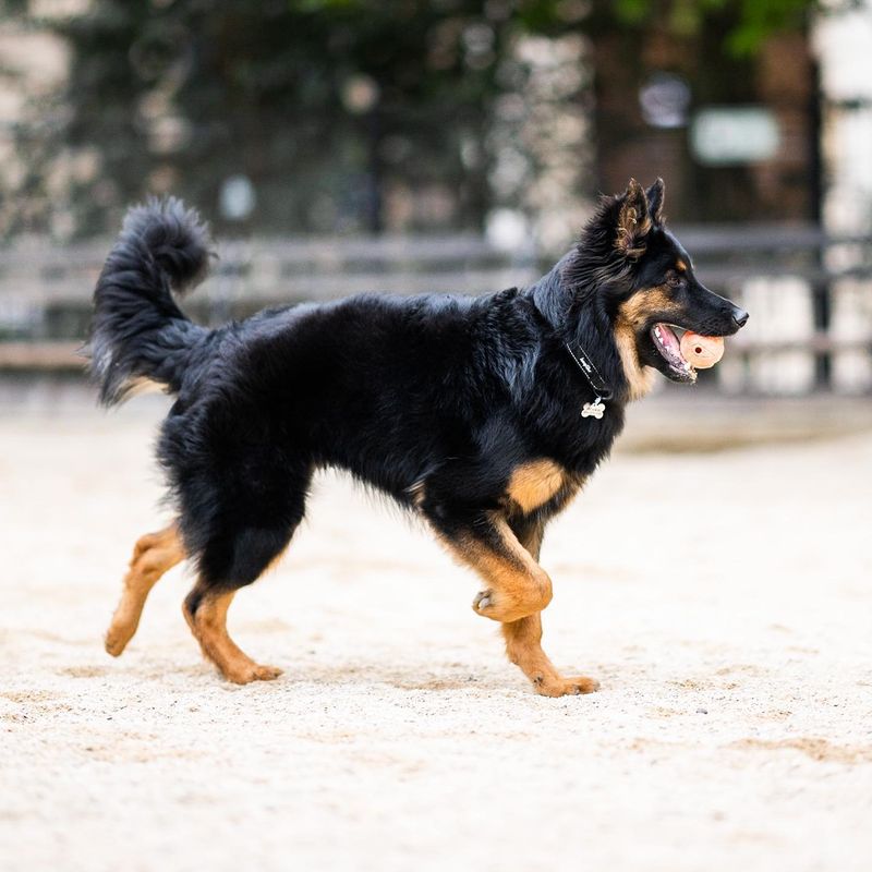 Bohemian Shepherd