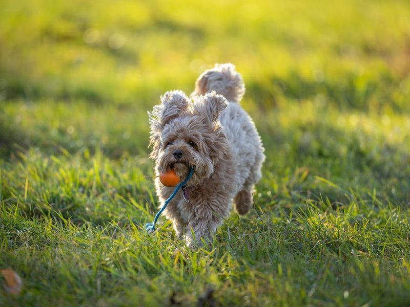 Playful Behavior