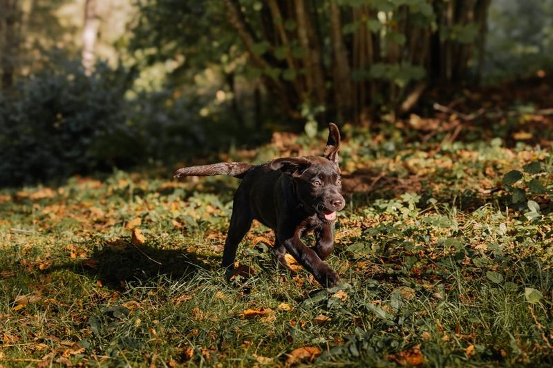 Energetic and Playful