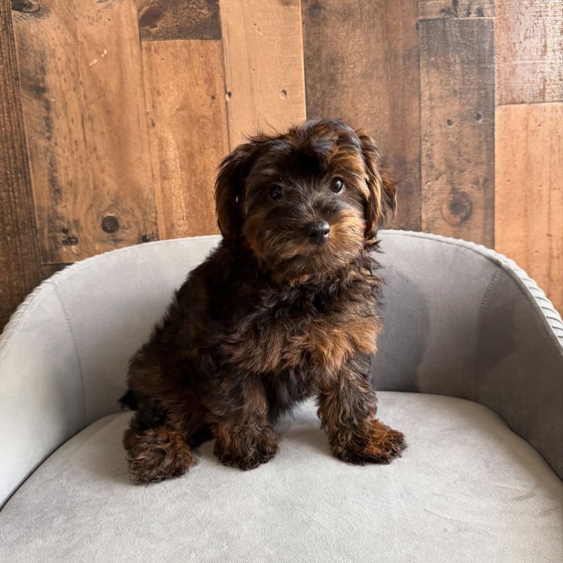 Yorkipoo