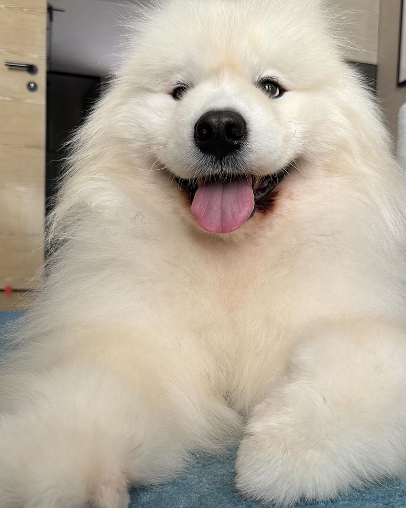Sprightly Samoyed