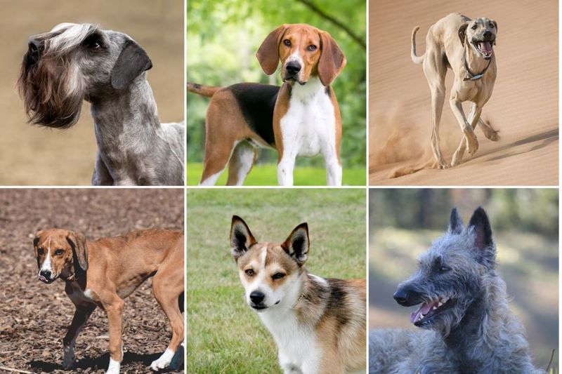 Unfamiliar Breeds