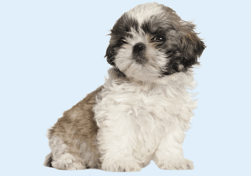 Shih Tzu